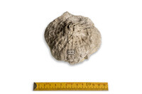 F 09745
<br/>
<br/>
<em></em>